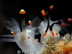 Transparent Sex! 

taken with Canon S80 with Inon singl... by Paul Ng 